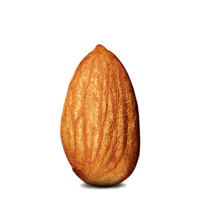 Almond PNG-50641